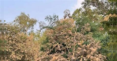 एकमात्र जंगल बचाने के लिए इंदौरवासी हुए एकजुट, NGT से लेकर कोर्ट तक ...