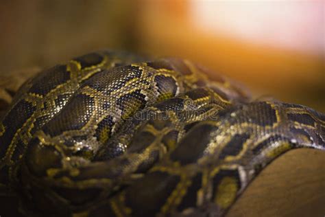 Giant Reticulated Python 的图像结果