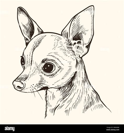 Image result for Small Dog Drawing