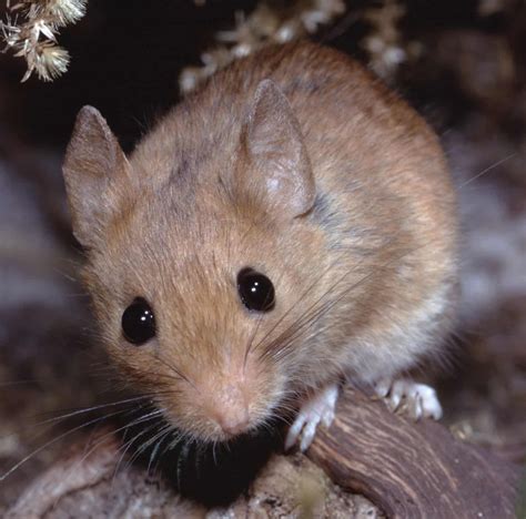 8 Types of MICE and RATS Found in Minnesota! - Bird Watching HQ