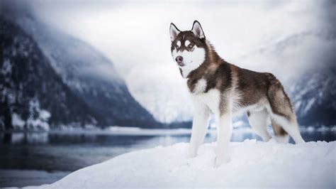 Siberian Husky Dog Is Standing On Snow In Blur Snow Covered Mountains ...