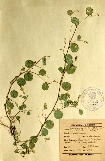 alysicarpus_procumbens.
