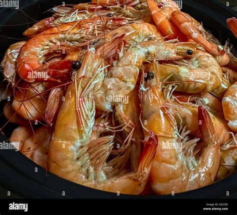 Shrimp Crustacean