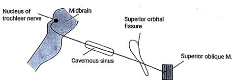 Descending Pathways: Neuroanatomy - Medical Science Optional Notes for ...