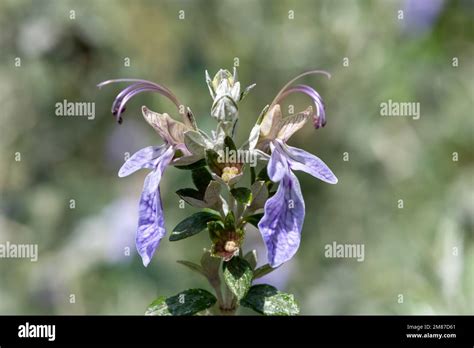 Image result for Database JavaScript