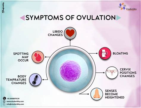 Image result for Ovulation and Fertilization Process