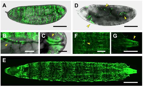 Dissection of the Regulatory Elements of the Complex Expression Pattern ...