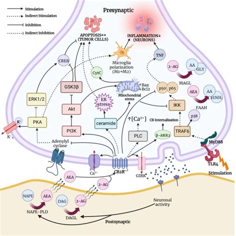 Memory Pathways 的图像结果