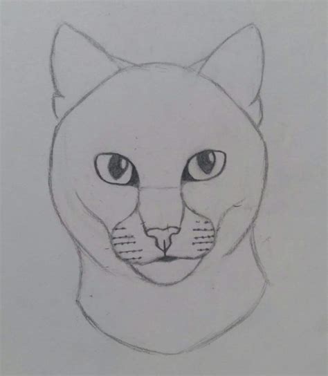 HowToBasic Cat 的图像结果