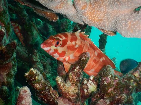 PILBARA DIVE AND TOURS PTY LTD (2026) All You Need to Know BEFORE You ...