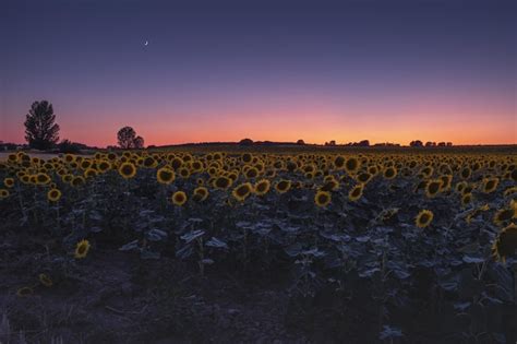 Bellissimo campo di girasoli sotto un cielo colorato al tramonto o all ...