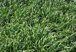 Image result for Annual Ryegrass
