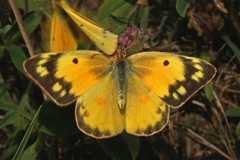 Sulphur Butterfly