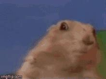 Image result for Dramatic Gopher