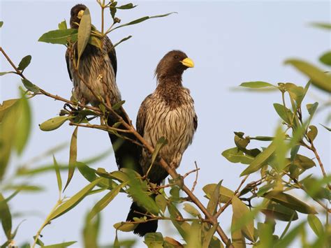 Bird watching at Kotu Creek in Gambia | Meer