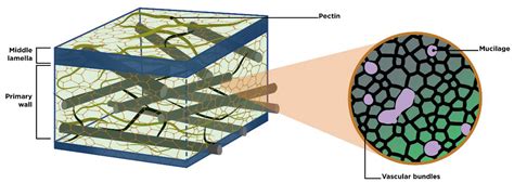 Acid Hydrolysis of Pectin and Mucilage from Cactus (Opuntia ficus) for ...