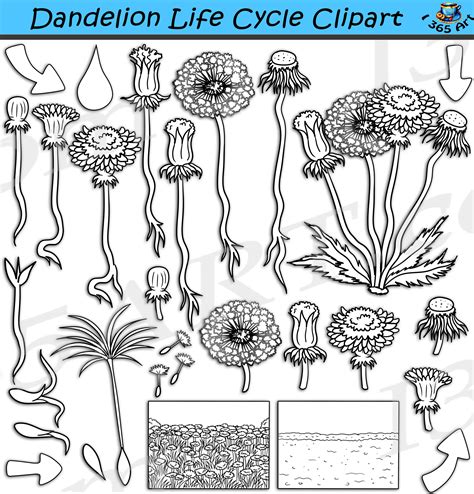 Dandelion Life Cycle Clipart Set Download - Clipart 4 School