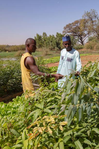 African Farming Methods 的图像结果
