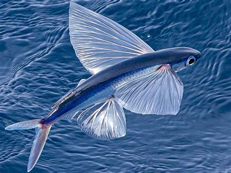 Flying Fish: రెక్కల చేపలు.. అచ్చం పక్షుల్లా గాల్లోకి ఎంత చక్కగా ...