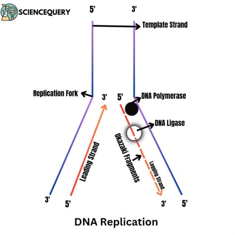 Image result for DNA Coding Strand Template