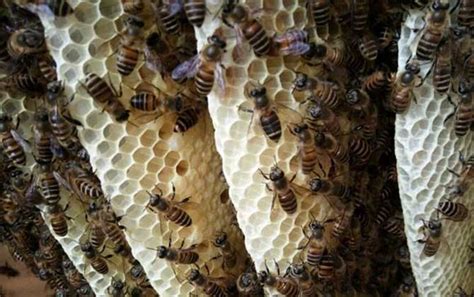 家里有蜜蜂窝该怎么处理、怎么办 - 神农千馐