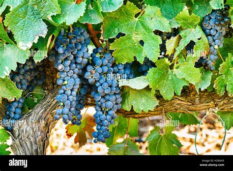 Grapes 的图像结果