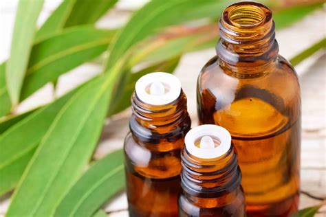 Eucalyptus Essential Oil Description at Gail Hendershot blog