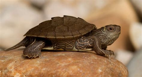 Map Turtle - Voyo Pets