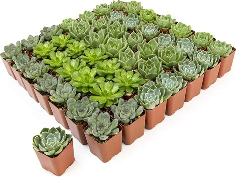 Amazon.com : Green Succulents Plants Live Houseplants, Indoor Plants ...