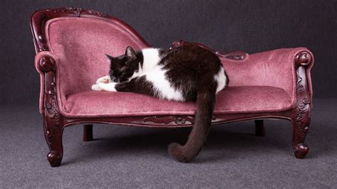 5 Classy Cat Couches for Spoiling Your Fancy Feline