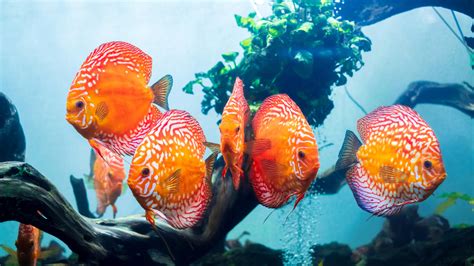 Rezultat imagine pentru Discus Care Guide