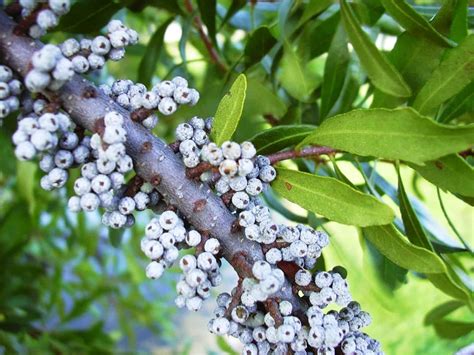 Myrica Cerifera "Wax Myrtle Plant Care Guide | Plantly