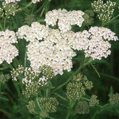 Insuficiencia venosa: 5 plantas que alivian los síntomas más comunes