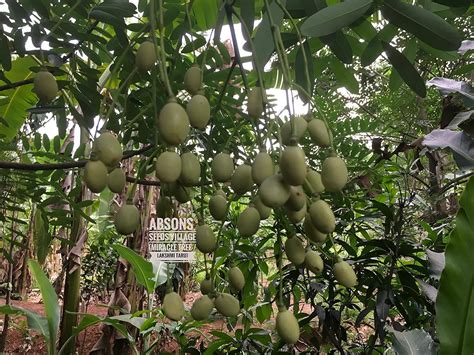 Seeds village Miracle Tree Lakshmi Taru Paradise Tree Simarouba glauca ...