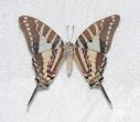 Insect Pests