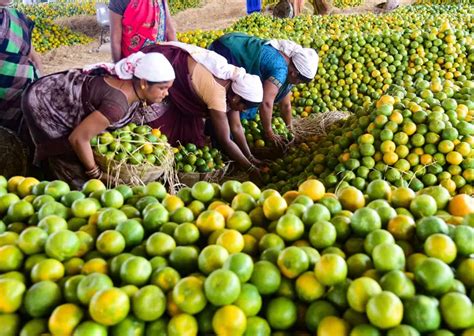 Old Orange Orchards In Arunachal Suffering From Neglect, Need ...
