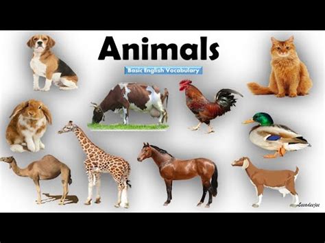 Animals Name Video Lecture - Spelling Bee - Class 1
