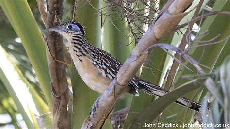 Lesser Road Runner Distribution Map 的图像结果