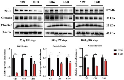 Intrauterine Growth Restriction Affects Colonic Barrier Function via ...