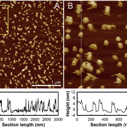 Image result for Liquid Phase AFM