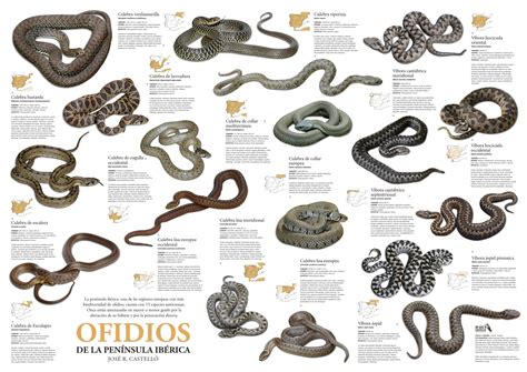 QUÉ ES UNA SERPIENTE? 【Anfibios y Reptiles para niños】