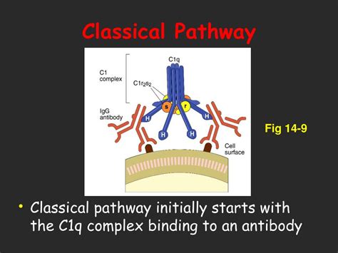 Image result for Complement CAS