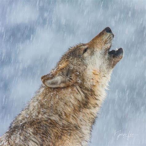 National Geographic cover photo wolf wolf | Yellowstone National Park, Wyoming | Fine Art Photos ...