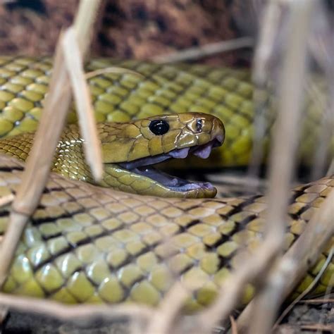 सपने में सांप का काटना देता है खास संकेत, जानें इसका मतलब | snake bite ...