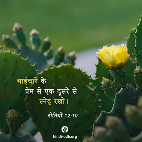 Share Hindi ODB 2023-11-28 | हमारी प्रतिदिन की रोटी Hindi Our Daily Bread