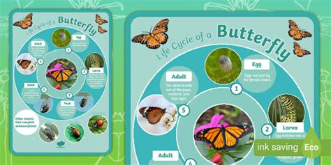Butterfly Insect Complete Metamorphosis Life Cycle Display Poster ...