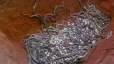 1986年 香港经典惊悚片 人蛇大战3之蛇魔转世,影视,恐怖片,好看视频
