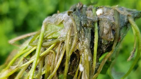 Image result for Tree Crown Rot