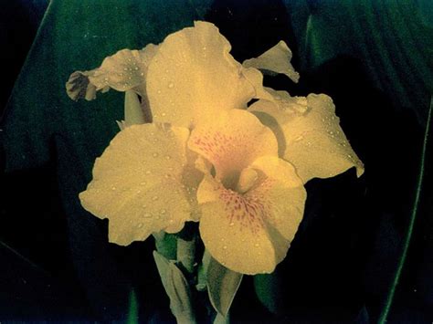 Intuitive mind centre : spiritual meaning of flower