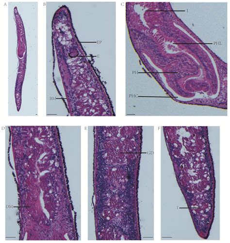 The Integrative Taxonomy and Mitochondrial Genome Evolution of ...